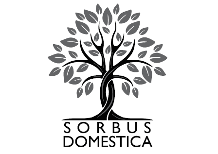 Sorbus Domestica