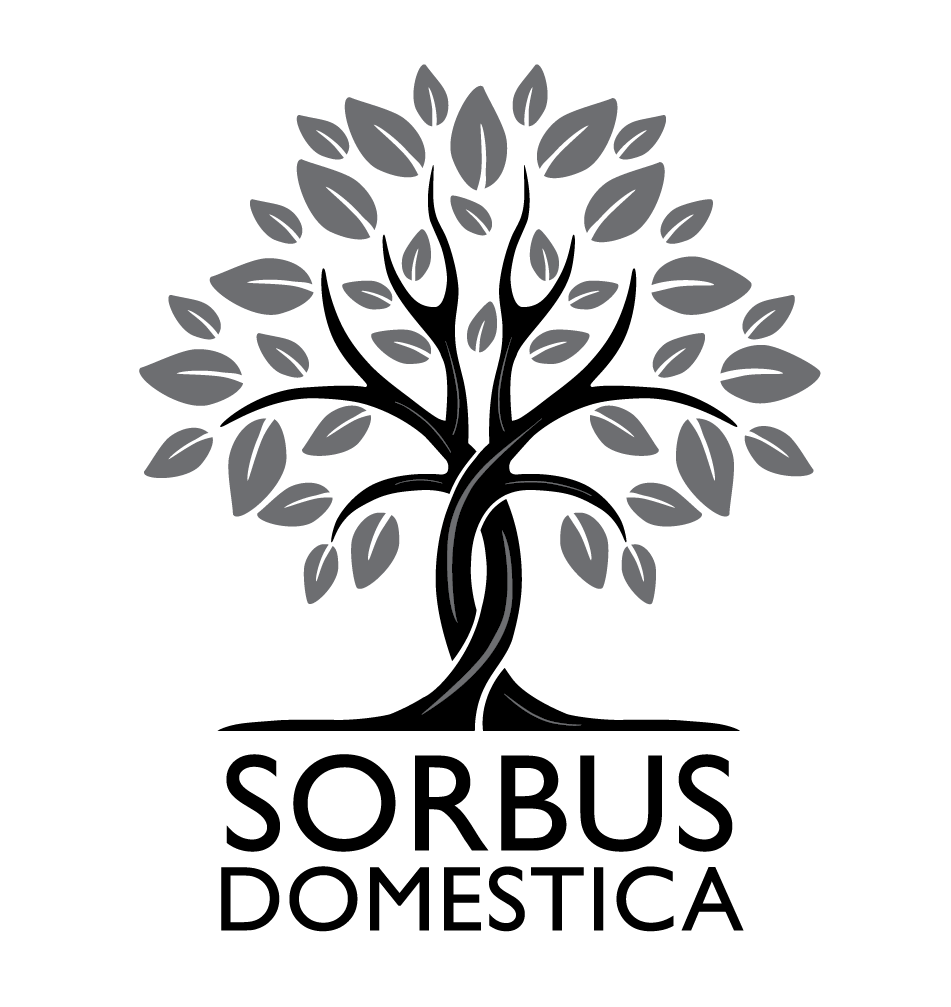 Sorbus Domestica